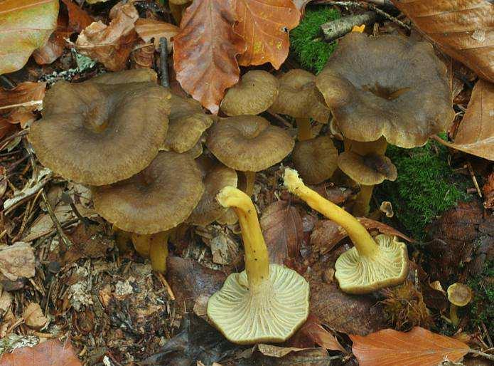 Craterellus (Cantharellus) tubaeformis (liška nálevkovitá) tenkomasé