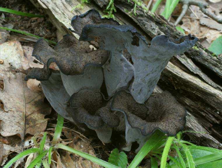 Craterellus cornucopioides (stroček trubkovitý) šedočerná nálevkovitá