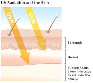Obr. 21 Pronikání UV záření pokožkou Ač se to zdá po předchozím odstavci téměř nepředstavitelné, mělo UV záření pravděpodobně v evoluci i kladný přínos.