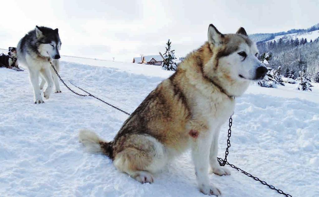 Dozvíte se, že mushing psy opravdu baví, zjistíte, jak psy postrojit, zapřáhnout, naučíte se celé spřežení řídit a jaké používat povely. Na závěr si také užijete jízdu na vlastní kůži.