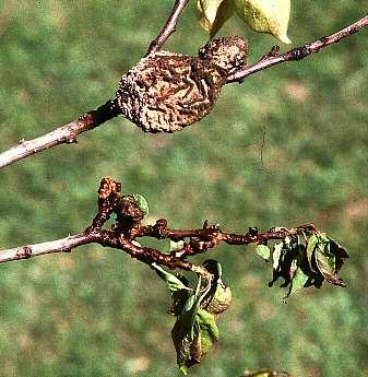 Monilia laxa) vadnoucí větvička klejotok