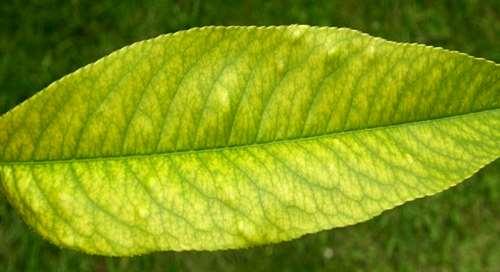 Herba-feron, Tekuté železo, Tenzo Fe, Plantella Tekuté železo,