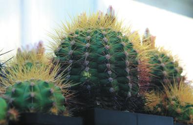 Jak jsem se již zmínil, Volker Schädlich je specialistou na rod Gymnocalycium. Za kaktusy podniká výpravy do jejich domoviny, pozoruje je, píše o nich a také je popisuje.