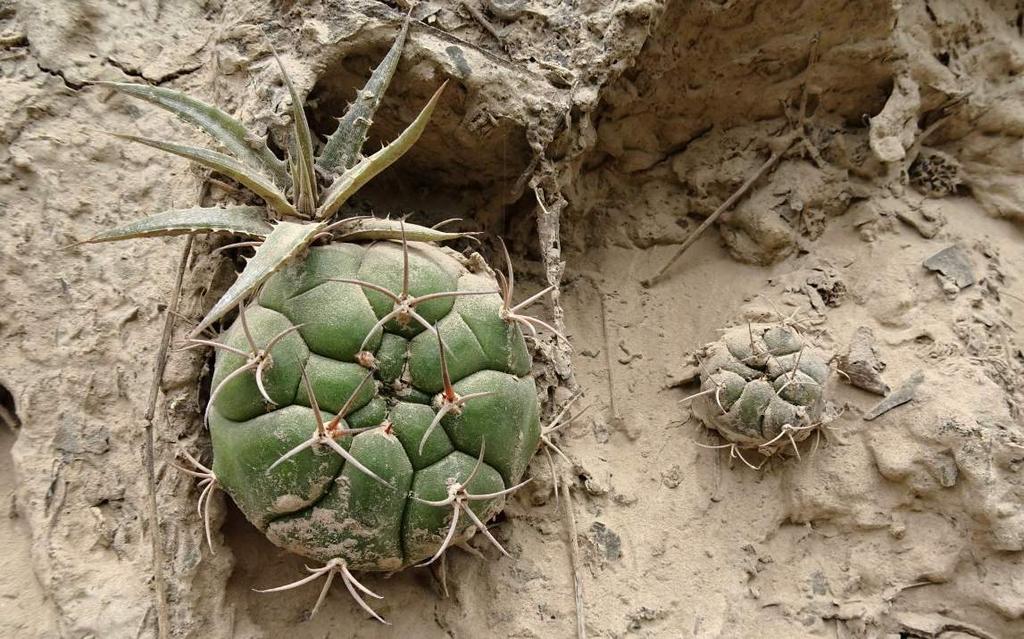vyrážíme na lokality kaktusů, směr TARIJA, vzdálené 252 km.