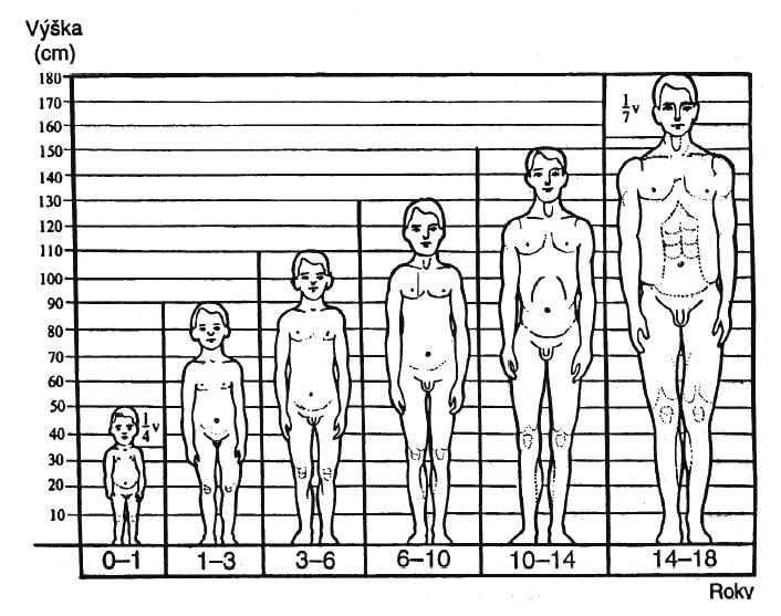 Obr. 2 Změna somatických rozměrů během ontogeneze (Havelková, 2010) Obr.