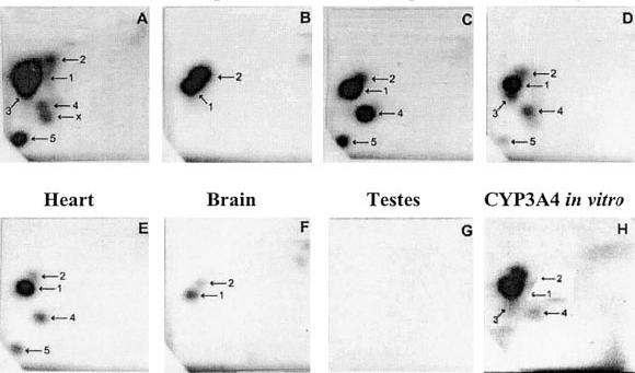 Úvod a přehled literatury Nejefektivnějšími aktivačními enzymy ellipticinu pro tvorbu aduktů s DNA se v rámci lidských a potkaních forem cytochromů P45 ukázaly být zejména CYP3A a CYP1A [17, 182,