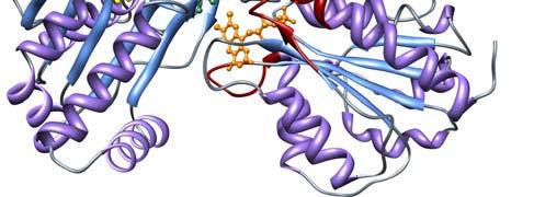 FAD-vazebná doména je spojovací oblast zodpovědná za (nekovalentní) vazbu NADPH; pozitivně nabité aminokyseliny (arginin, lysin) v místě vazby NADPH interagují s negativně nabitou fosfátovou skupinou