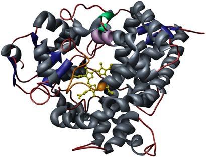 Úvod a přehled literatury stále pentakoordinováno. Tato forma enzymu je pak schopna vázat molekulární kyslík nebo jiné ligandy. IV.