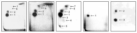 Výsledky a diskuze A B C D E Obrázek 26 Autoradiografický profil aduktů DNA tvořených in vitro s ellipticinem po jeho aktivaci jaterními mikrosomy kontrolních (A) a jaterními mikrosomy ellipticinem