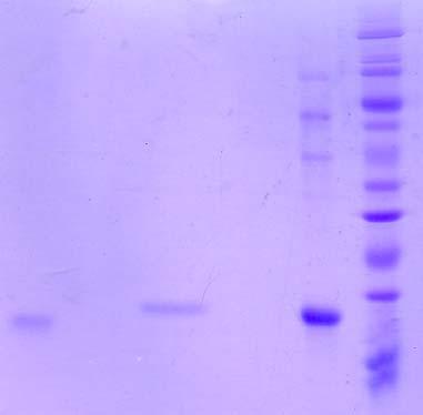 Výsledky a diskuze 1 komplex myoglobinu a cytochromu b 5 (2. pík) 2 finální preparát apo-cytochrom b 5 (3.