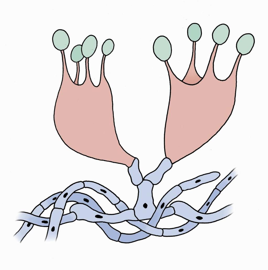 Opisthokonta Fungi stopkovýtrusé houby morfologicky a ekologicky diverzifikovaná skupina společným znakem je tvorba bazidie (meiosporangium), bazidiospor (meiospor)