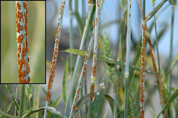 Životní cyklus dvoubytné rzi Puccinia