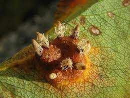 Pucciniomycotina Pucciniomycetes(Urediniomycetes)