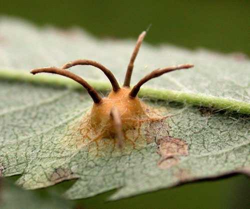 Gymnosporangium sabinae - Rez hrušňová