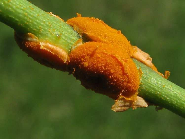 Pucciniomycotina Pucciniomycetes(Urediniomycetes) Pucciniales (Uredinales) - rzi