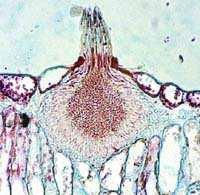 sabinae http://botany.