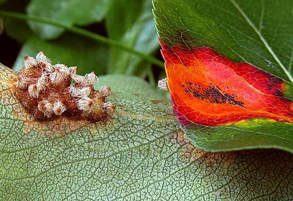 Pucciniomycotina Pucciniomycetes(Urediniomycetes) Pucciniales (Uredinales) -