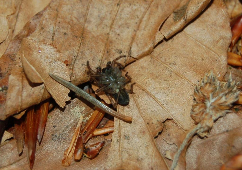 4: Cedivka lesní (Callobius