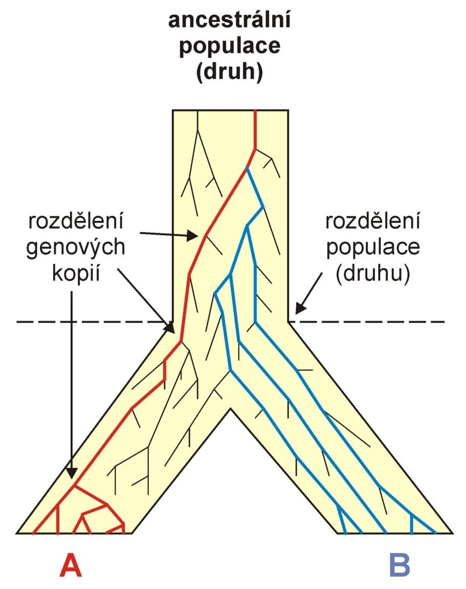 Koalescence Osud jednotlivých