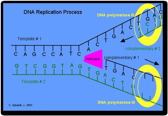 Počas replikace enzym helikáza odzipuje DNA Další enzym
