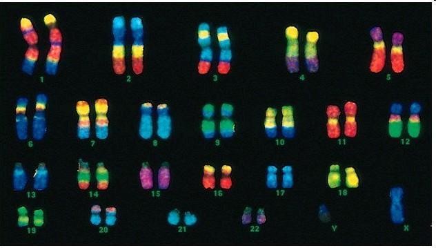 Chromozomální variace definuje druh Chromozom je úloţiště genetické informace, počet je