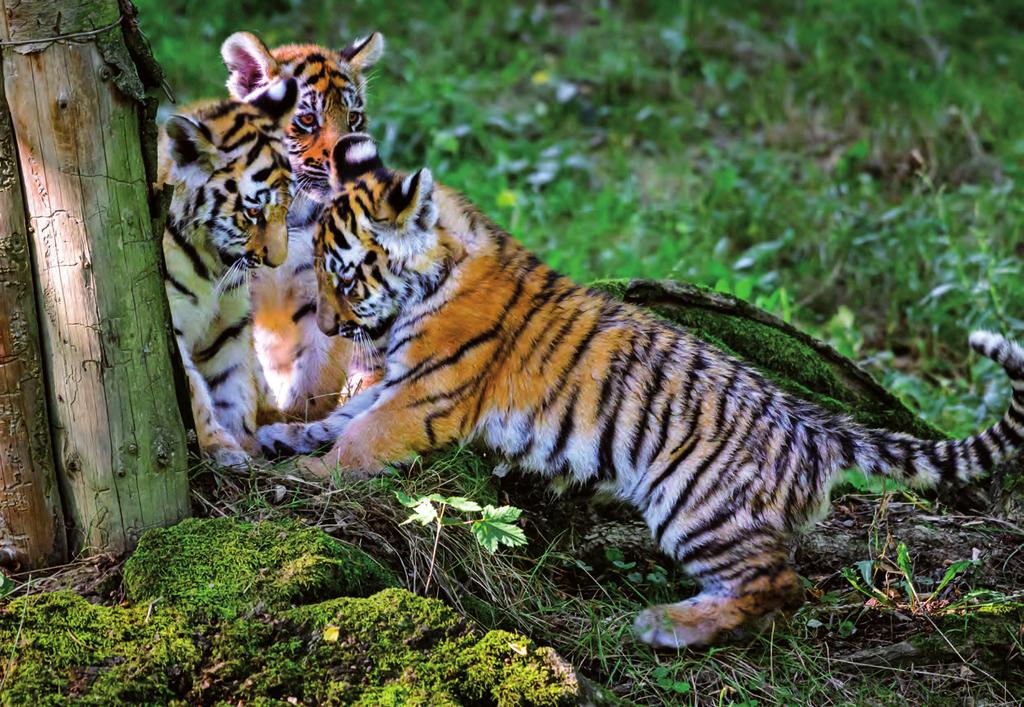 Samba Uma Nanu Občasník ze života ZOO Zlín září 2019 Tygří radost Samba, Uma a Nanu. Tak se od soboty 7. září jmenují dvě samičky a sameček tygra ussurijského ve zlínské zoo.
