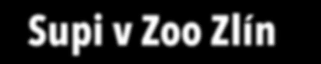 V současné době patří zlínská zoo v chovu supů mezi úspěšné chovatelské instituce.