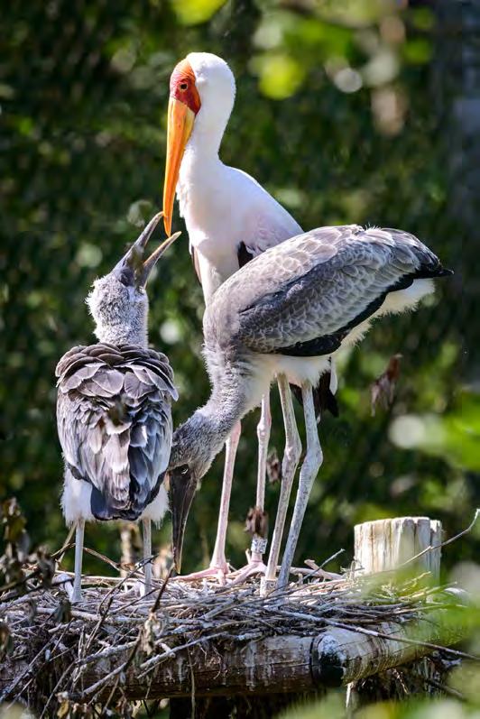 Spolupracujeme s nejvýznamnější zoo na světě Na Zoo Zlín se obrátila s žádostí o spolupráci jedna z nejvýznamnějších Zoo San Diego.