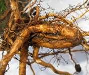 ODDÍL: Deformace kořenů krytokořenného sadebního materiálu OTOČKY HLAVNÍHO KOŘENE (STRBOUL) o Otočka