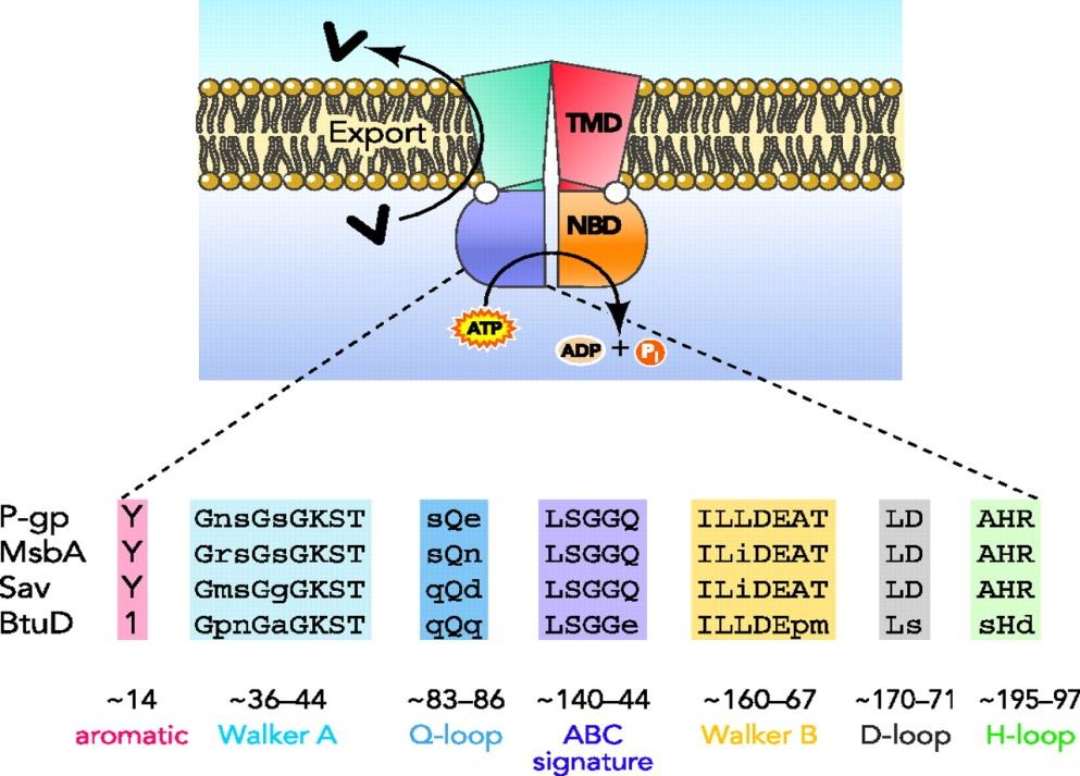 4. Structure To have a better understanding of function and mechanism of ABC transporters, we first need to have a good knowledge of their structure.