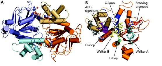 sequence of ABC proteins 12 (Figure 2). Unlike TMD the NBD of ABC transporter is found in the cytosol where the ATP binding site is located 11. Figure 2: A picture of NBD dimer and conserved motifs 1.