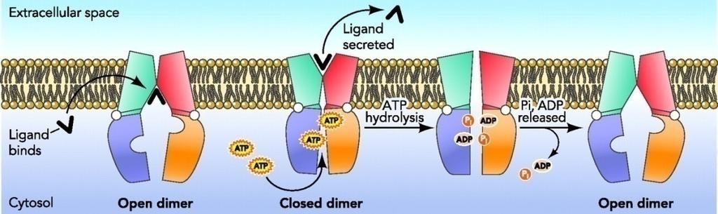 5. Mechanism of Action The four ABC transporter domains work explicitly together to translocate substrates through the cell membrane.