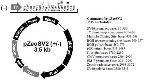 9.2 Cloning of pzsv5 and plncxv5 plasmids 9.2.1 Cloning Scheme of pzsv5 The pzsv5 plasmid is a modified commercial pzeosv2(-) plasmid obtained from Invitrogen Life Technologies (Figure 5).