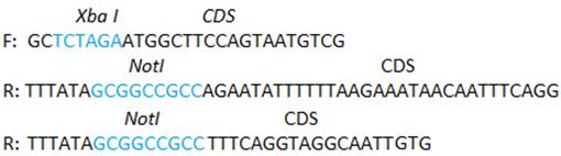 Table 6: Restriction endonucleases used to digest plncxv5 and resulting fragment lengths Restriction endonucleases Resulting fragment length EcoRI 1551, 1613, 3038 SpeI 22