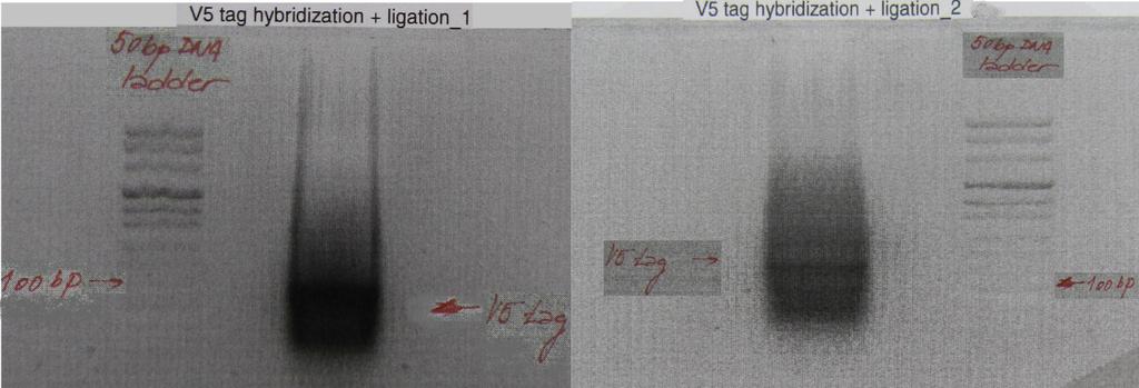 10. Results: 10.1.1 Preparation of V5 tag employing four oligonucleotides The first part of the experiment involved preparing the V5 tag sequence using hybridization and further ligation of short