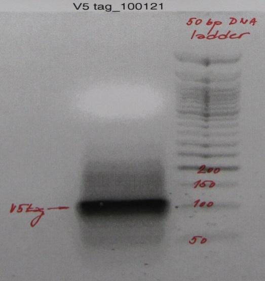 in temperature to 70 C, then heated for 3 minutes at 70 C, followed by slow 10 minute temperature decrease to 37 C and finally were heated for 3 minutes at 37 C.