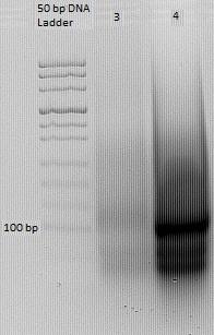 contrary, when the oligonucleotides were mixed undiluted a clear band of an approximate length of 100 bp corresponding with V5 tag was observed (Figure 17, lane 4).