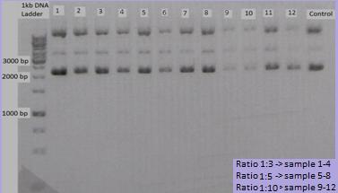 Figure 19: Restriction analysis of pzsv5.