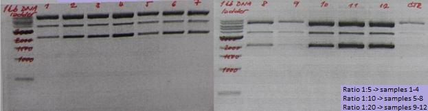 Lanes 1-4: ratio1:3; lanes 5-8: ratio 1:5; and lanes 9-12: ratio 1:10 Figure 20: