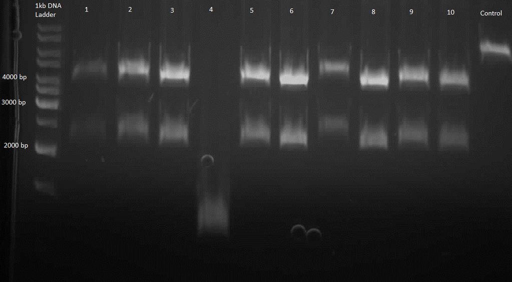 Figure 23: Restriction analysis of plncxv5 using EcoRI restriction endonucleases Figure 24: Restriction analysis of