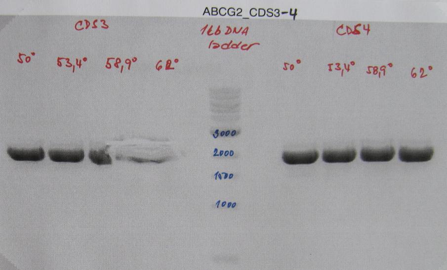 10.4 Amplification of BCRP cdna The BCRP cdna insert was amplified from human liver cells using PCR method.