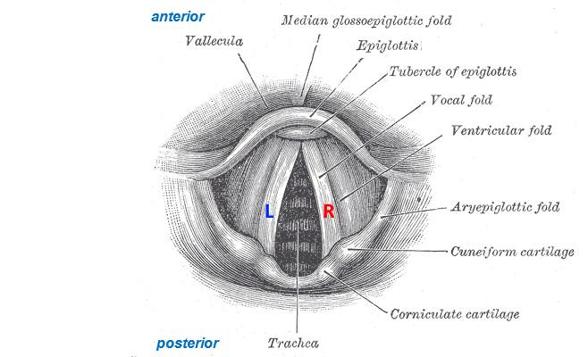 Úvod Anatomie hrtanu a fyziologie hlasu Mezi chrupavkami jsou napjaté dva hlasové vazy, které tvoří hlasivky (viz obr. 1.2).