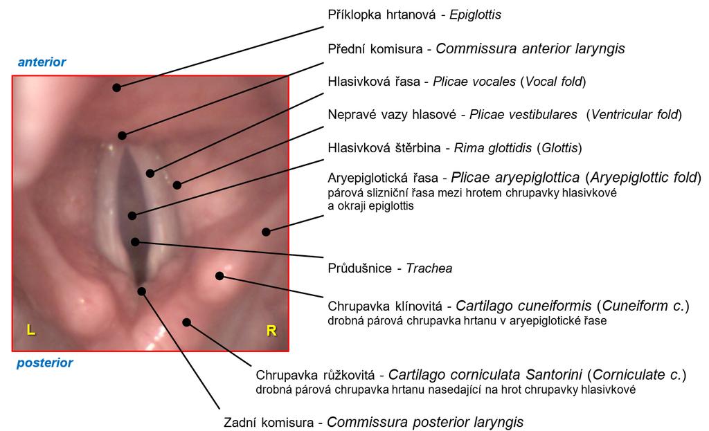 Úvod Anatomie hrtanu a fyziologie hlasu Obrázek 1.3: Laryngoskopický obraz hlasivek.