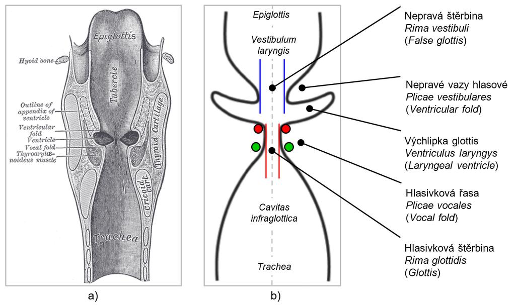 (ilustrativní snímek hlasivek je z DB-HSV ORL FN Plzeň) Obrázek 1.4: Anatomie hrtanu, frontální řez, schéma hrtanu.