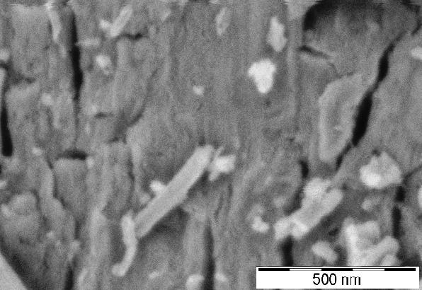 Snímky pořízené technikou rastrovací elektronové mikroskopie umožňují plastičtější pohled na povrchovou morfologii pozorovaných materiálů.