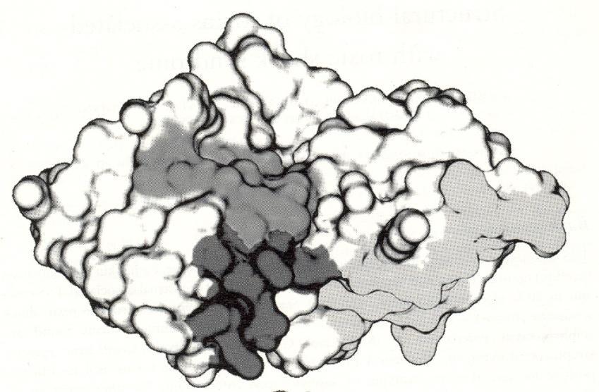 Staf. enterotoxin je exoprodukt kmenů S.aureus velice jednoduchý polypetid rel. m. hm.