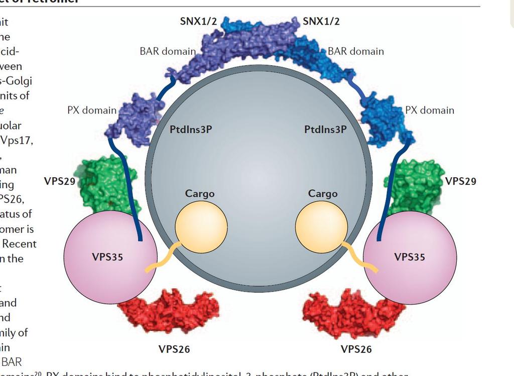 funkci (Carlton et al. 2005b). Na druhou stranu se zdá, že během embryonálního vývoje myši je funkce SNX2 pro aktivitu retromeru důležitější než SNX1 (Griffin et al. 2005). Obr.
