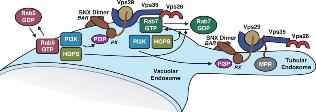 lokalizace Vps5p a Vps17p do cytosolu, nejspíš z důvodu jejich neschopnosti navázat se na membránu endosomů (Burda et al. 2002).