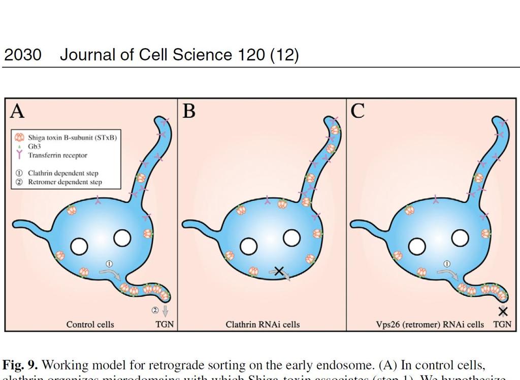 Obr. 6: Model retrográdního transportu na časných endosomech. (A) V kontrolních buňkách vytváří klathrin mikrodomény, se kterými asociují podjednotky STxB ( step 1 ).