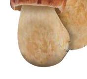 vatovec